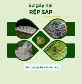 PHÒNG NGỪA RỆP SÁP HẠI SẦU RIÊNG
