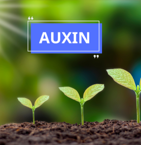 AUXIN - CHẤT KÍCH THÍCH SINH TRƯỞNG (KỲ 1)