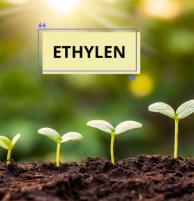 ETHYLEN - CHẤT ỨC CHẾ SINH TRƯỞNG (KỲ 4)