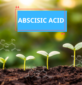 ABSCISIC - CHẤT ỨC CHẾ SINH TRƯỞNG (KỲ 5)