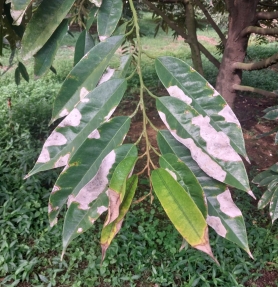 HIỆN TƯỢNG CHÁY LÁ SẦU RIÊNG