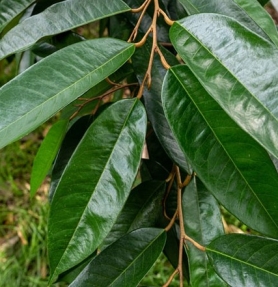 VAI TRÒ CỦA MAGIE ĐỐI VỚI CÂY TRỒNG