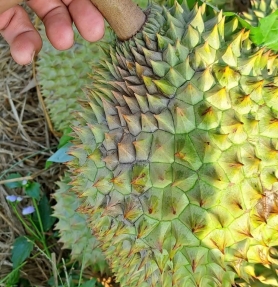 THỐI TRÁI SẦU RIÊNG