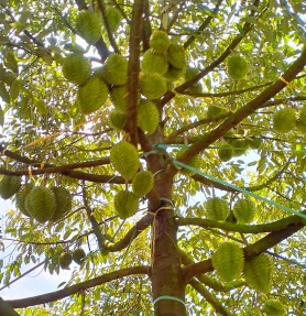 BÍ QUYẾT NUÔI TRÁI NỞ HỘC, TRÒN ĐỀU