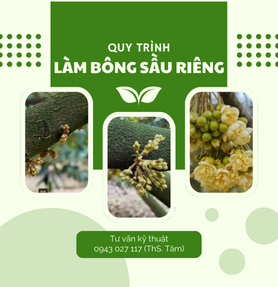 QUY TRÌNH LÀM BÔNG SẦU RIÊNG