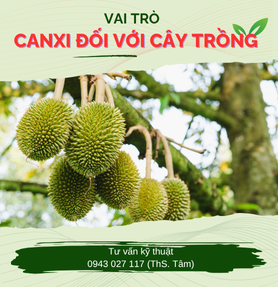 VAI TRÒ CỦA CANXI ĐỐI VỚI CÂY TRỒNG