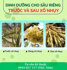 DINH DƯỠNG  CHO SẦU RIÊNG TRƯỚC VÀ SAU XỔ NHỤY 