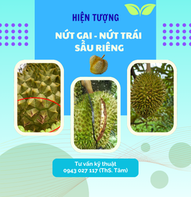 HIỆN TƯỢNG NỨT GAI, NỨT TRÁI SẦU RIÊNG