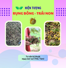 HIỆN TƯỢNG RỤNG BÔNG - TRÁI NON TRÊN SẦU RIÊNG