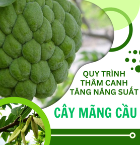 QUY TRÌNH THÂM CANH TĂNG NĂNG SUẤT CÂY MÃNG CẦU