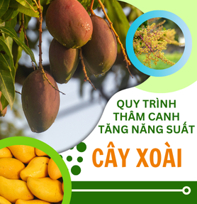 QUY TRÌNH THÂM CANH TĂNG NĂNG SUẤT CÂY XOÀI