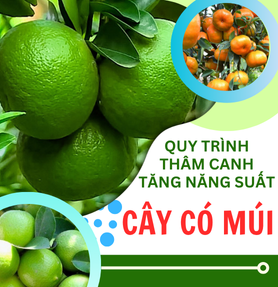 QUY TRÌNH THÂM CANH TĂNG NĂNG SUẤT CÂY CÓ MÚI