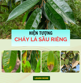 HIỆN TƯỢNG CHÁY LÁ SẦU RIÊNG