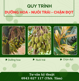 QUY TRÌNH DƯỠNG HOA - NUÔI TRÁI - CHẶN ĐỌT SẦU RIÊNG