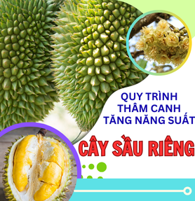 QUY TRÌNH THÂM CANH TĂNG NĂNG SUẤT CÂY SẦU RIÊNG