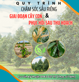 QUY TRÌNH CHĂM SÓC SẦU RIÊNG GIAI ĐOẠN CÂY CON VÀ PHỤC HỒI SAU THU HOẠCH   