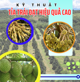 KỸ THUẬT TỈA TRÁI SẦU RIÊNG ĐẠT HIỆU QUẢ CAO