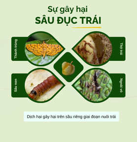 SÂU ĐỤC TRÁI - MỐI NGUY HẠI TIỀM ẨN 
