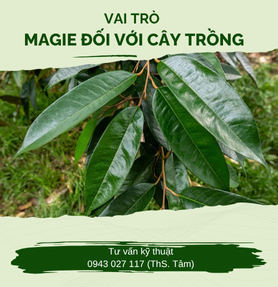 VAI TRÒ CỦA MAGIE ĐỐI VỚI CÂY TRỒNG