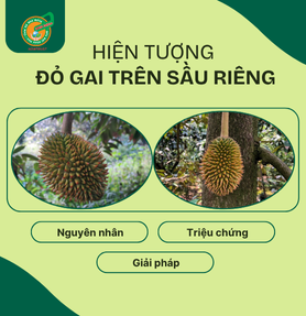 HIỆN TƯỢNG ĐỎ GAI TRÊN SẦU RIÊNG