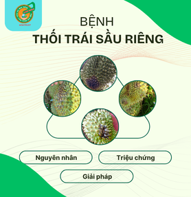 THỐI TRÁI SẦU RIÊNG