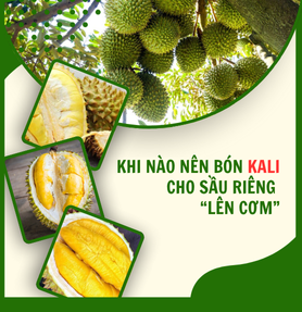 KHI NÀO BÓN KALI CHO SẦU RIÊNG "LÊN CƠM" TỐT NHẤT 