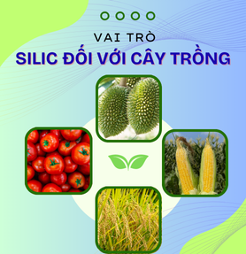 VAI TRÒ CỦA SILIC ĐỐI VỚI CÂY TRỒNG