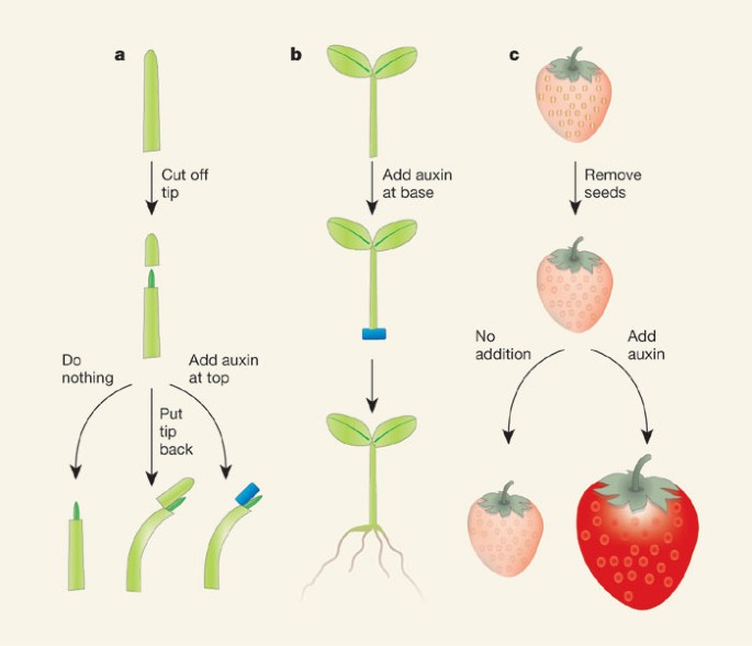 Một số công dụng của Auxin